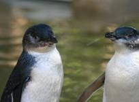 Penguin-cam highlights climate change effects on biodiversity around the world