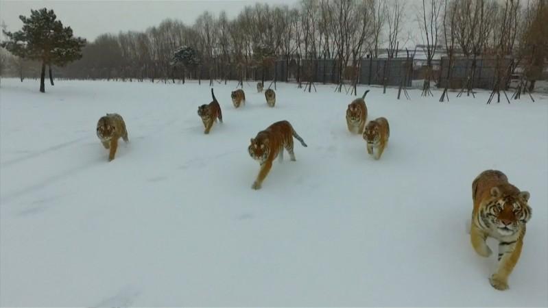 Tubby tigers chase drone for exercise