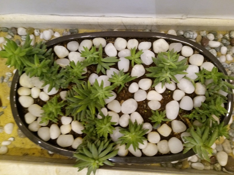 ZTE Blade A2 Plus Review ZTE Blade A2 Plus Review