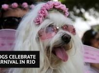 Dogs celebrate Carnival with special pooch parade in Rio