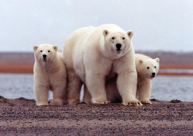 10 facts about polar bears!