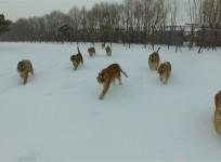 Tubby tigers chase drone for exercise