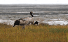 Black-necked crane