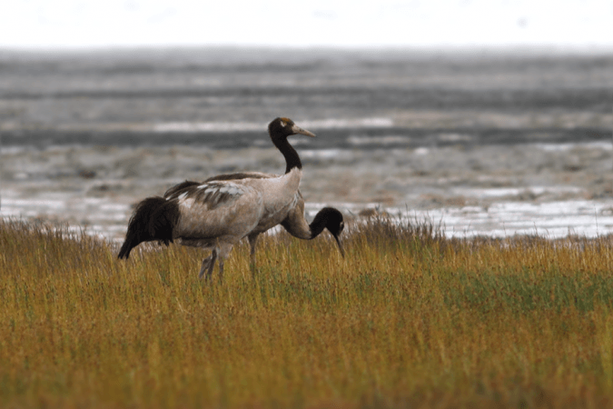 Black-necked crane Black-necked crane