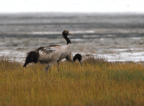 Black-necked crane