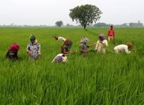 farm loan waiver karnataka, farm loan waiver modi, agricultural loans, bank loans to farmers, drought in karnataka, drought in tn, farm loans, sbi, pnb, bank of baroda