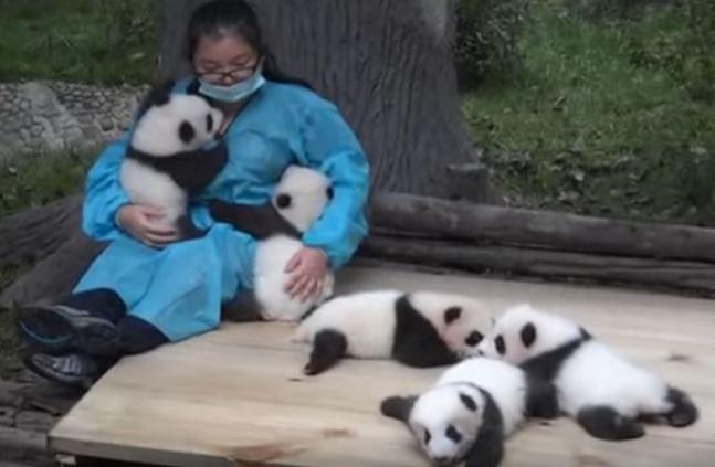Panda hugger Panda huggers