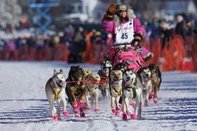 Iditarod Trail Sled Dog Race, dosg race, 5 interesting facts, long-distance dog race