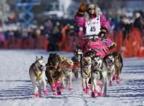 Iditarod Trail Sled Dog Race, dosg race, 5 interesting facts, long-distance dog race