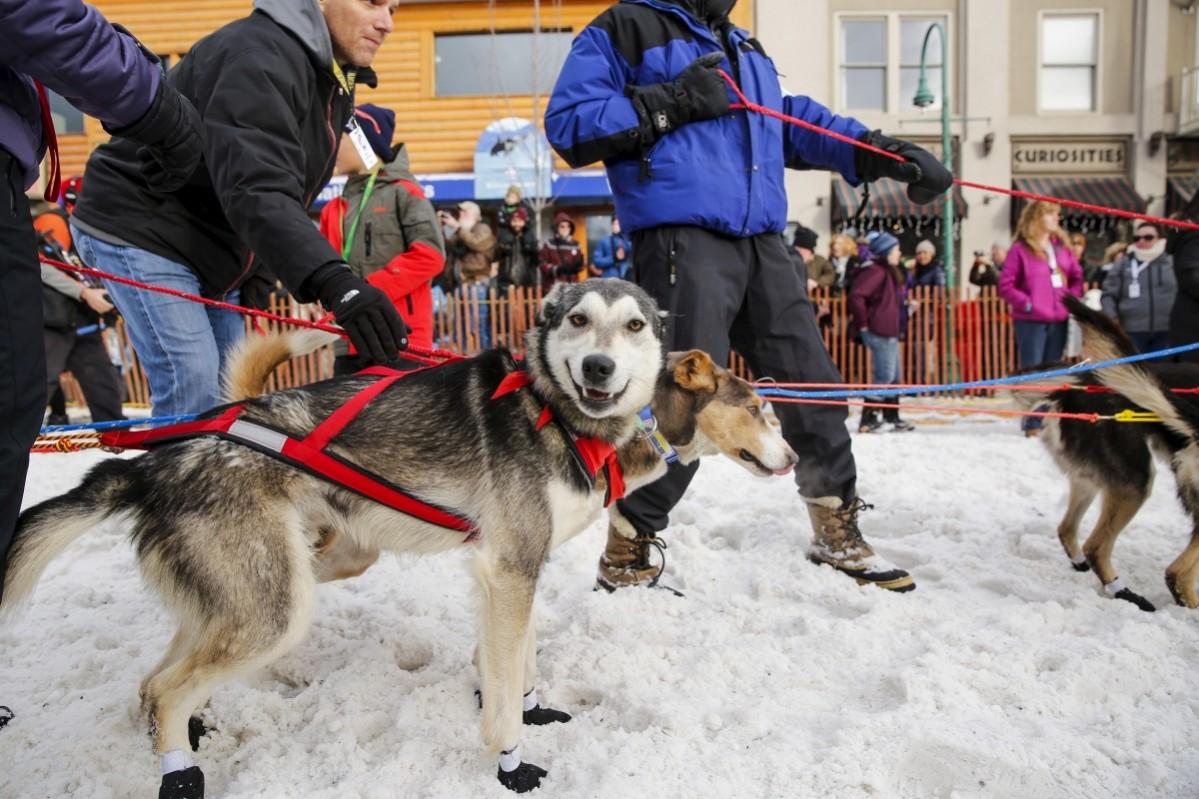 Iditarod Trail Sled Dog Race Iditarod, Iditarod 2017, Iditarod Trail Sled Dog Race, Iditarod Trail Sled Dog Race 2017, Iditarod pictures, Iditarod mushers, Iditarod dogs