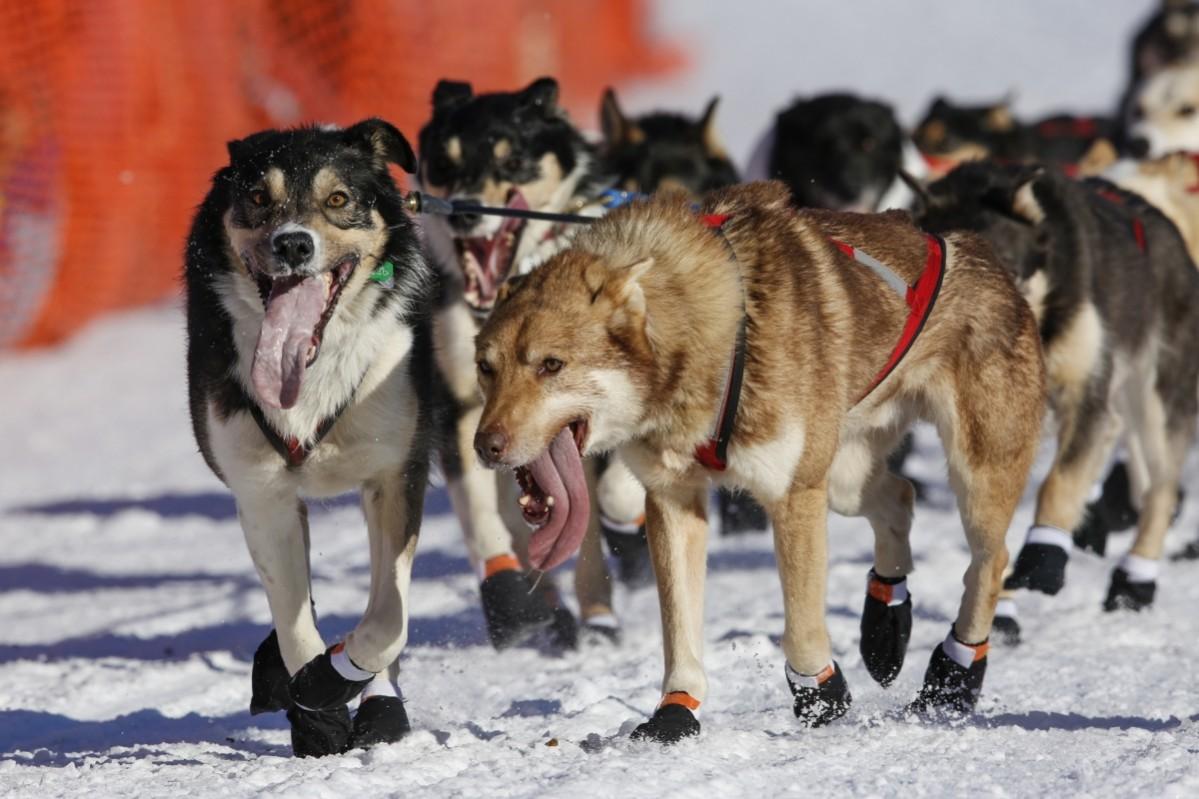 Iditarod Trail Sled Dog Race Iditarod, Iditarod 2017, Iditarod Trail Sled Dog Race, Iditarod Trail Sled Dog Race 2017, Iditarod pictures, Iditarod mushers, Iditarod dogs