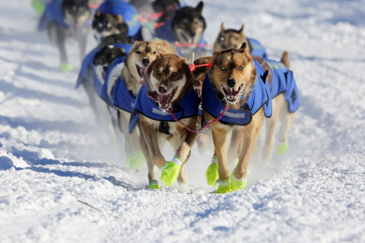 Iditarod Trail Sled Dog Race Iditarod, Iditarod 2017, Iditarod Trail Sled Dog Race, Iditarod Trail Sled Dog Race 2017, Iditarod pictures, Iditarod mushers, Iditarod dogs