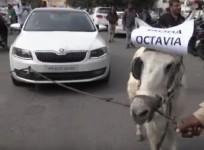 Donkey pulls Octavia Skoda car
