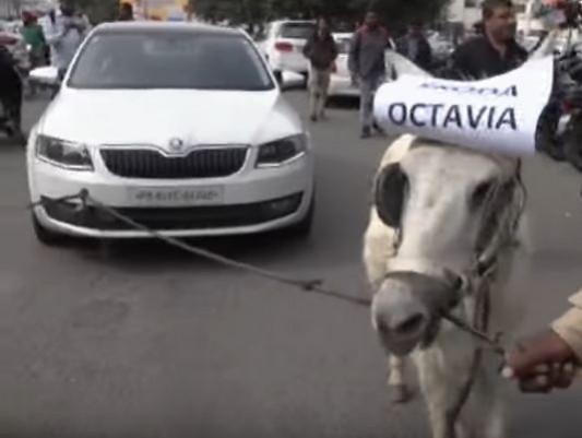 Donkey pulls Octavia Skoda car Donkey pulls Octavia Skoda car
