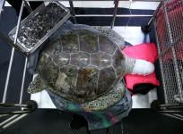 green sea turtle, Omsin, coins, operation, Bangkok,