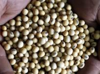soy, breast cancer, death, health, women,