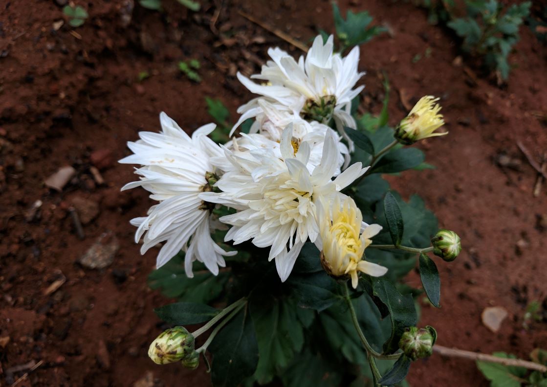 Google Pixel XL's primary camera sample Google Pixel XL, review, Pixel XL review, camera, Pixel XL camera review