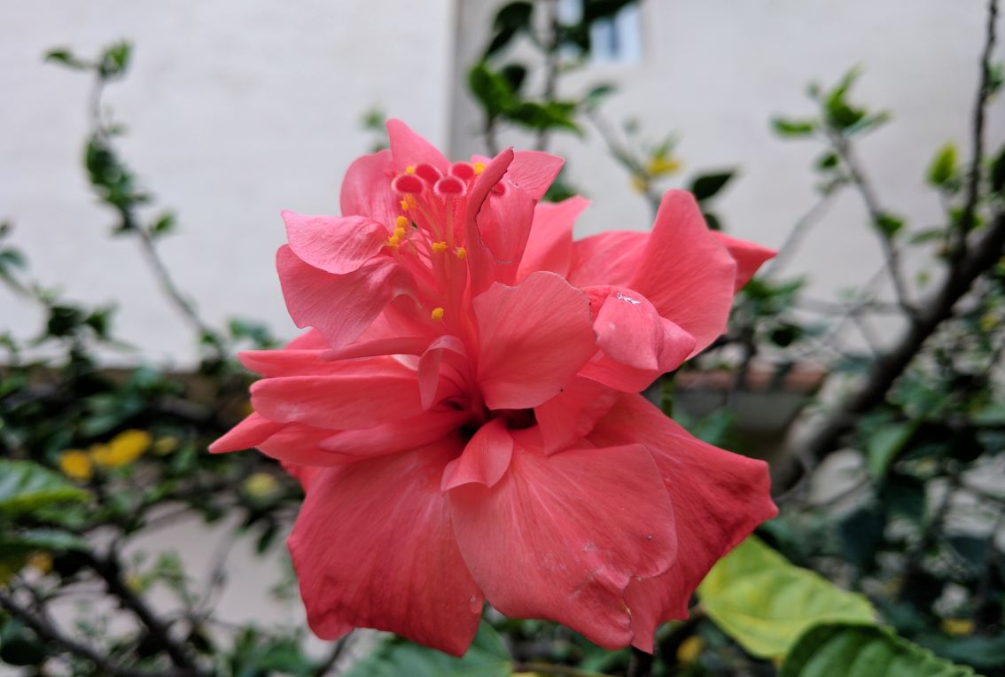 Google Pixel XL primary camera sample taken during bright sung light Google Pixel XL, review, Pixel XL review, camera, Pixel XL camera review