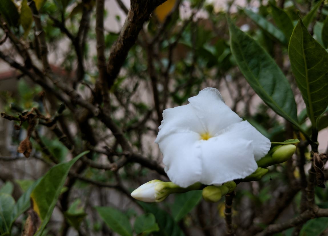 Google Pixel XL camera sample Google Pixel XL, review, Pixel XL review, camera, Pixel XL camera review