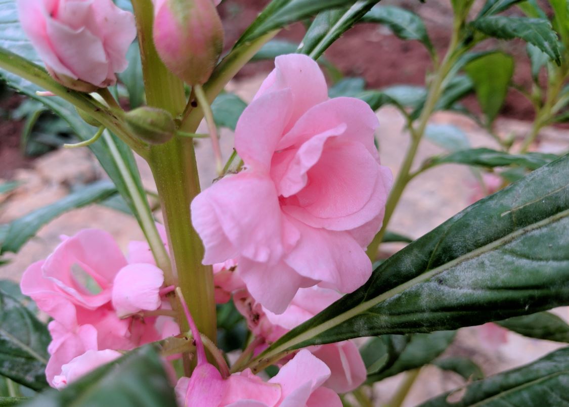 Google Pixel XL primary camera sample Google Pixel XL, review, Pixel XL review, camera, Pixel XL camera review