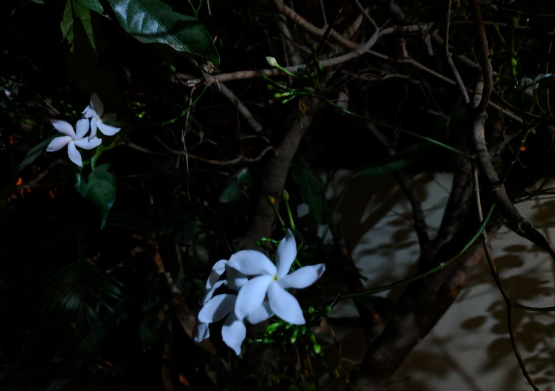 Google Pixel XL's camera sample shot during night Google Pixel XL, review, Pixel XL review, camera, Pixel XL camera review