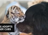 Caring dog adopts endangered tiger cubs