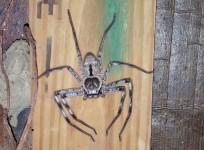 Huntsman Spider, giant, creepy,