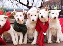 South Korea dogs