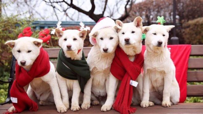 Impeached South Korean President Park Guen-hye's dogs South Korea dogs