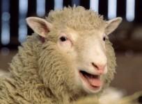 Sheep embryo injections, women, beauty tips, wrinkles,