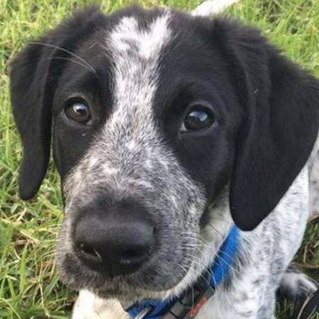 Grizz, the 10-month-old Aviation Security Services pup was shot dead at the Auckland International Airport. Grizz, Auckland International Airport, New Zealand, dog, pup, killed,