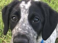 Grizz, Auckland International Airport, New Zealand, dog, pup, killed,