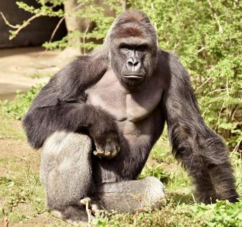Harambe, a 17-year-old gorilla at the Cincinnati Zoo is pictured in this undated handout photo provided by Cincinnati Zoo. Harambe, Gorilla, Cincinnati Zoo, Ohio, animal lovers, rare species,