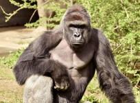 Harambe, Gorilla, Cincinnati Zoo, Ohio, animal lovers, rare species,