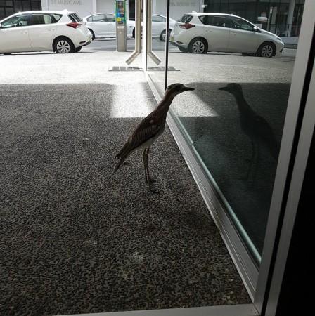 This pretty Australian bird adores looking at her reflection on the window everyday! Australian bird, bush stone-curlew, narcissistic, cute,