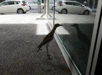 Australian bird, bush stone-curlew, narcissistic, cute,