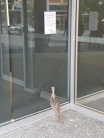 Another glimpse of the self-admiring Australian birdie. Australian bird, self admiring, cute,