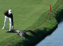 golf, alligator