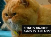 Fitness tracker for pets keeps cats and dogs healthy