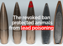Last-minute Obama-era lead ammunition ban was revoked