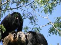 Yellow fever is decimating Brazils monkeys