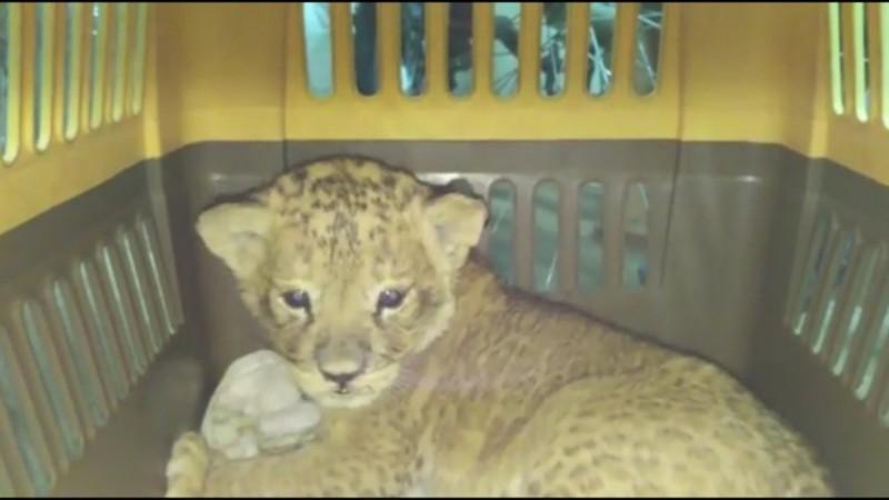 Smuggled lion cub discovered among thousands of parrots [Representational Image]
