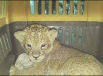 Smuggled lion cub discovered among thousands of parrots