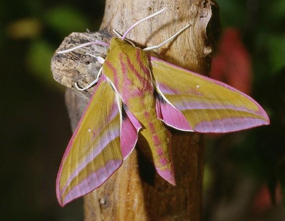 This is what the elephant hawk-moth caterpillar grows into. elephant hawk-moth,