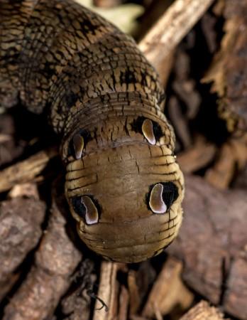 elephant hawk moth caterpillar, insect, weird,creature,