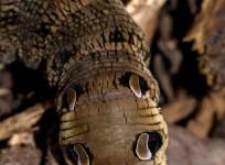 elephant hawk moth caterpillar, insect, weird,creature,