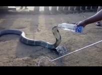 cobra, snake, thirsty, karnataka, India, drought,