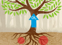 Trees are polluters too: Tree trunks release methane into the atmosphere