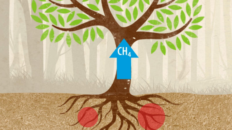 Trees are polluters too: Tree trunks release methane into the atmosphere