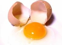 Egg